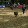 foire-haricots 2011-09-17et18